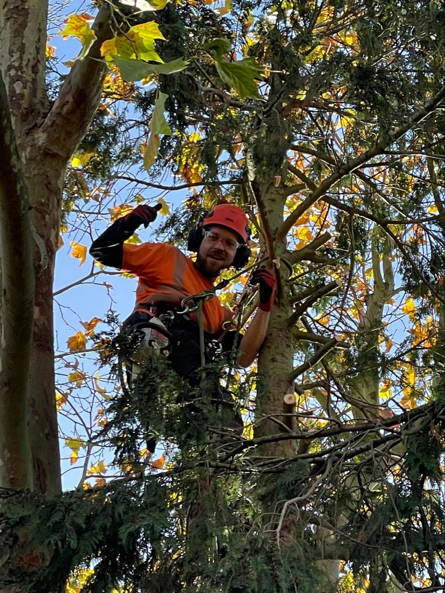 Orsett Tree Care Experts
